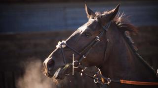 Horse in yard